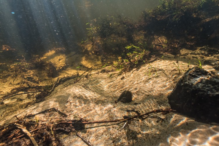 En undervattensbild där man kan se en mussla på botten.