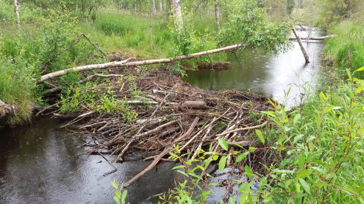 En damm som bävrarna har byggt. 